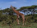Strolling giraffe